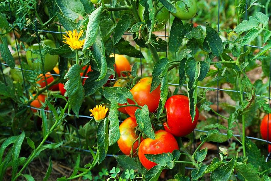 Borage Heldigvis er tomater gode følgesvenner med de fleste populære hagegrønnsaker