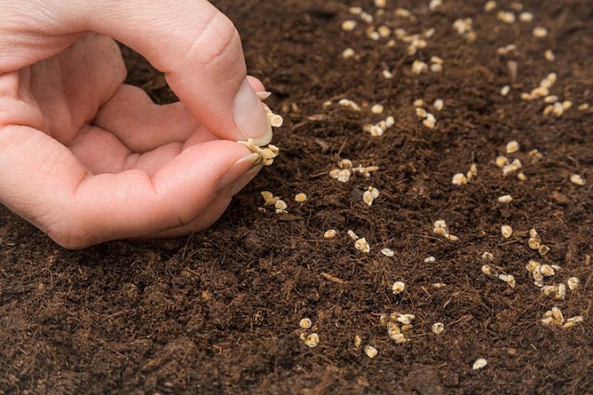 Til slutt transplanterer tomatplantene utendørs i hagen din