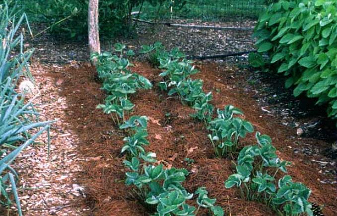 Den beste måten å holde en jordbærseng på er å renovere den ved å tynne de eksisterende plantene