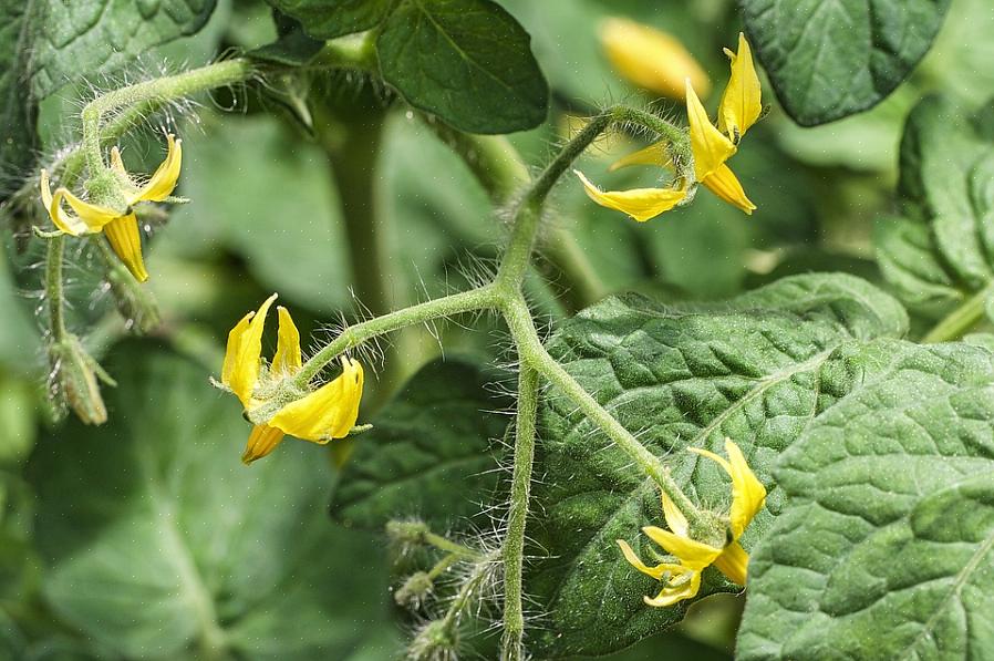 Blossom drop er et vanlig tomatdyrkingsproblem som kan være ekstremt frustrerende for hageslageren