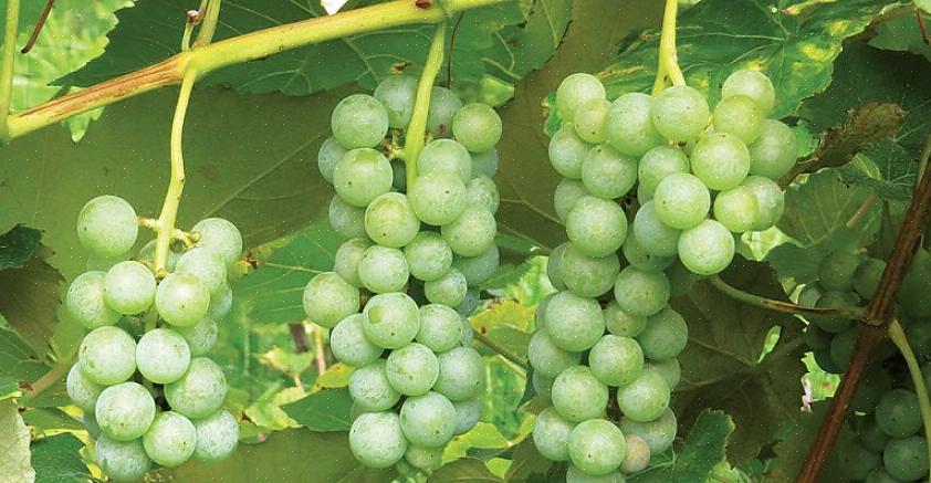 Druesaft gjorde oss kjent med Concord-druer - et europeisk arvestykke med mørkfargede druer