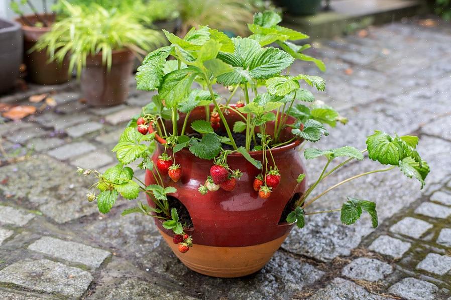 Å dyrke jordbær i en gryte er enkelt og givende