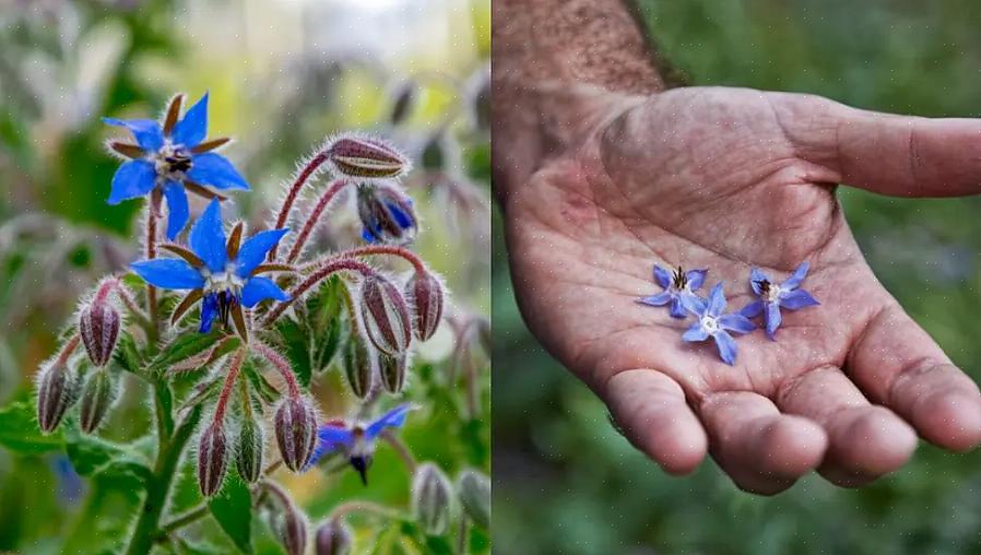 Borage er en lett voksende årlig urteplante med levende blå blomster