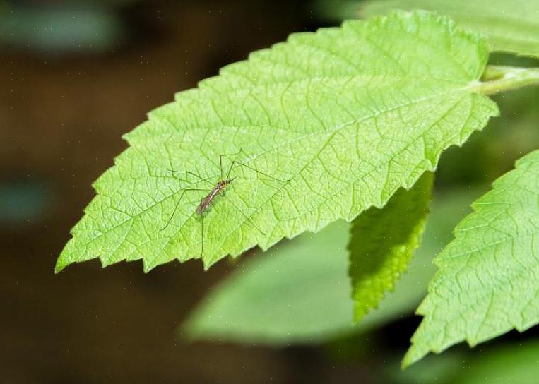 Plantene selv kan hjelpe til med å avvise fluer