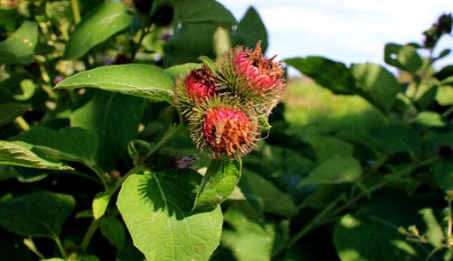 Du kan også bruke burdock for hudproblemer