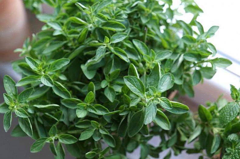 Vanlig oregano som du ofte finner i matbutikken kalles også 'gresk' oregano (Origanum vulgare hirtum