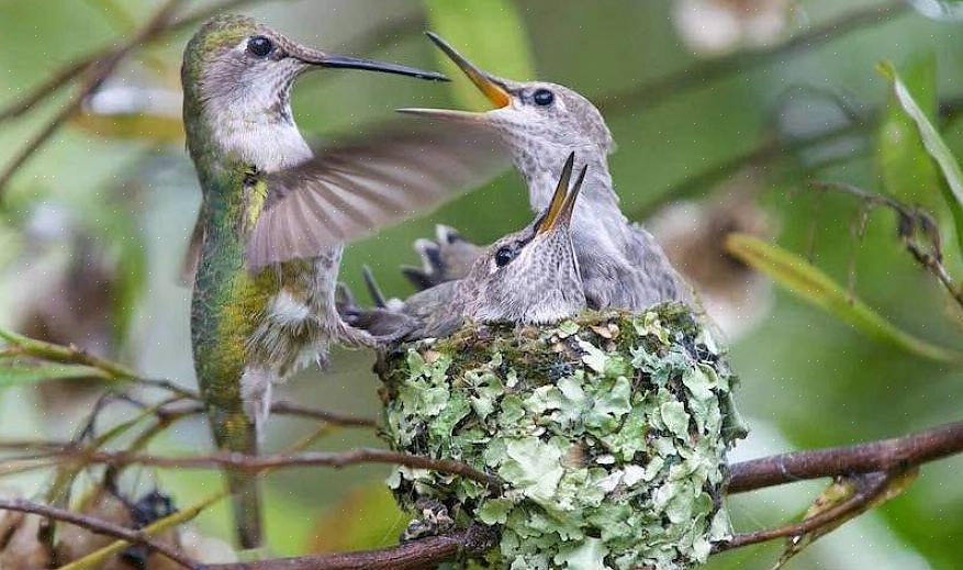 Kan kvinnelige kolibrier være sjenerte