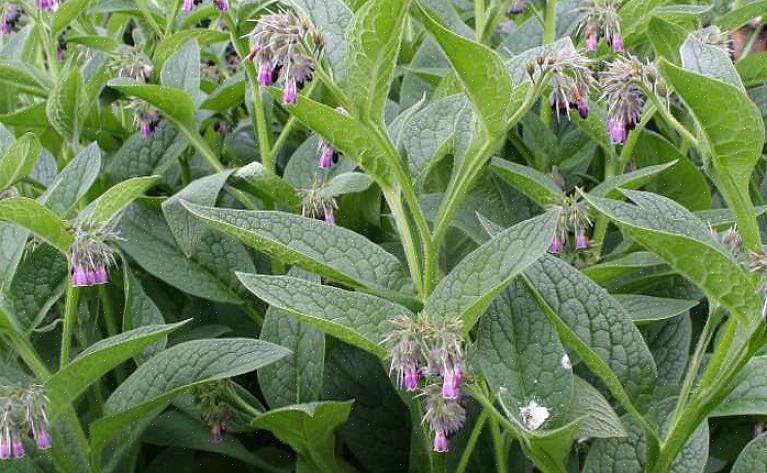 Comfrey planter skyter opp raskt