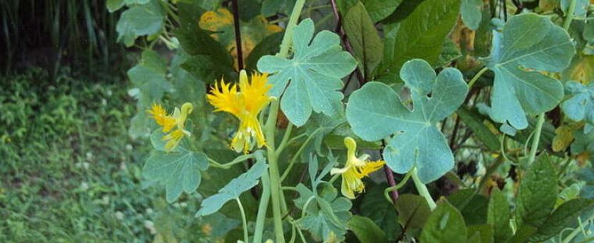 Mens kanarifuglen har gule blomster som ligner en kanarisk fjærede vinger