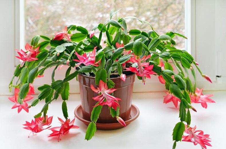 For å få julekaktusen din til å blomstre ved juletider