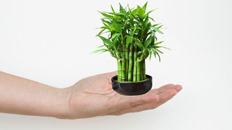 De mer intrikate heldige bambusplantene kan koste hundrevis av dollar