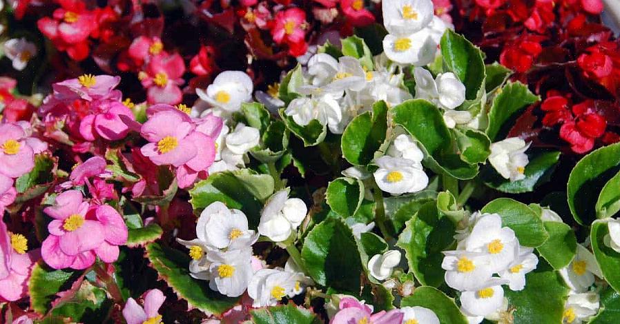 Semperflorens begonias