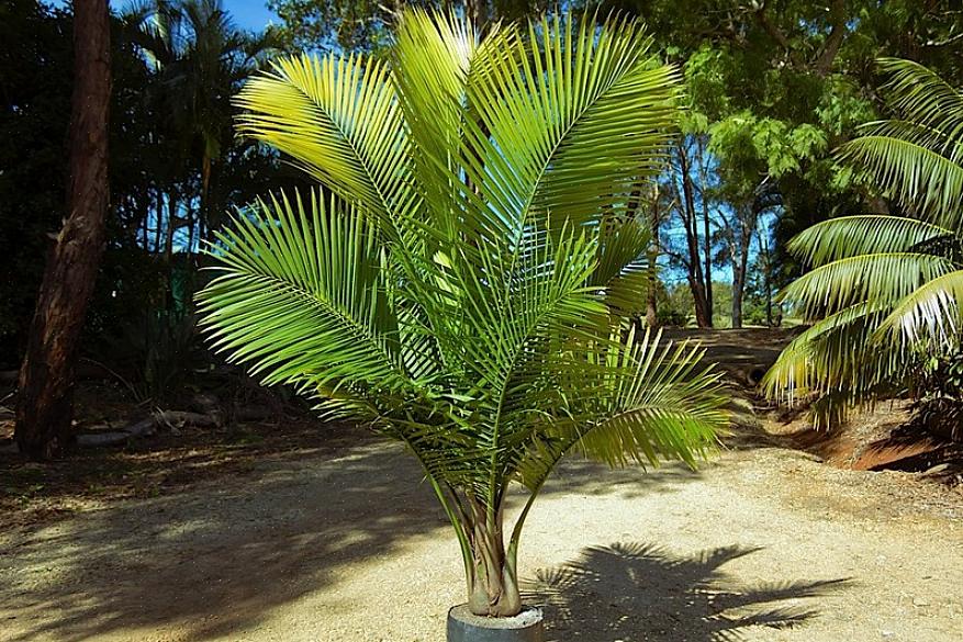 Ifølge Griffith ligner majestetpalmen en kentia-palme når den er ung