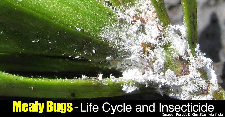 Hovedarten av melkebukker er langstjertet melblomst (Pseudococcus longispinus)