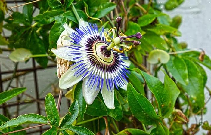 Passionflower vinstokker har dypt flikete blader med blomster som henger eller kikker ut fra bladene