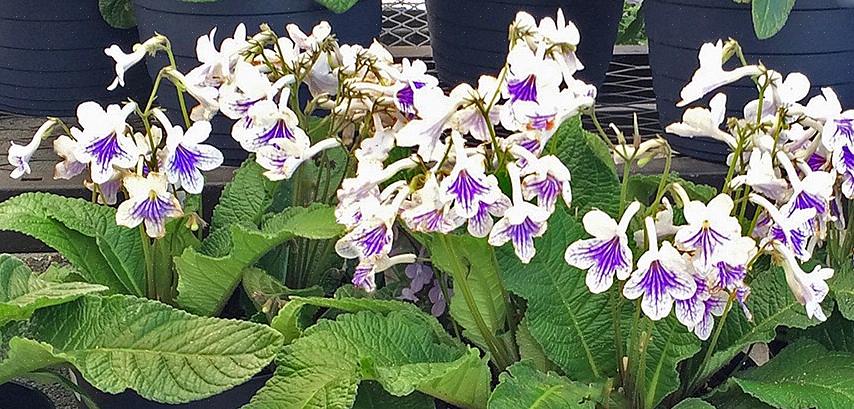 De fleste Streptocarpus-arter vokser på steinete