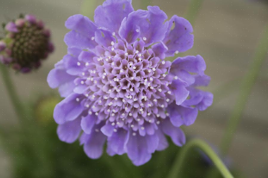 Scabiosa-blomster oppnådde kallenavnet pincushion flower for de fremtredende støvdragere som kommer