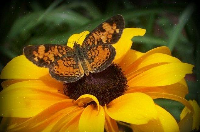 Kolibrier til hagen din er like enkelt som å plante blomstene de liker