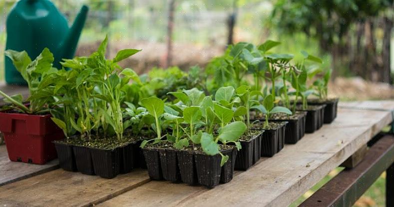 Åpne pollinerte planter er planter med frø som har stabilisert seg