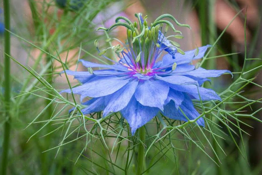 Damascena-planten er ferny