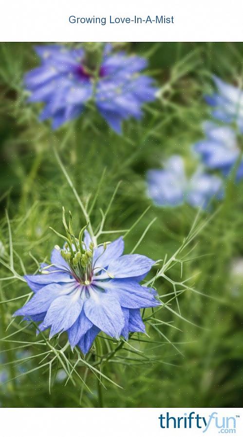 Blomstene holder seg godt når de blir kuttet