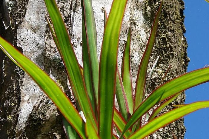 En dracaena-gruppe er en stor gruppe planter som spenner fra den populære