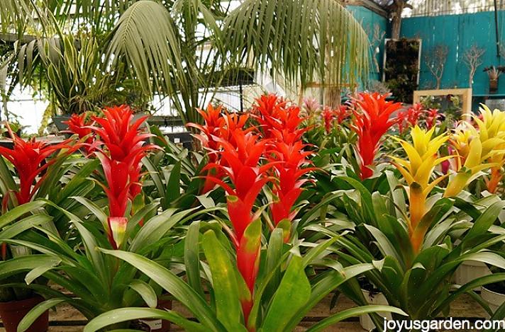 Bromeliads er en av de beste tropiske plantene du kan vokse i hjemmet ditt