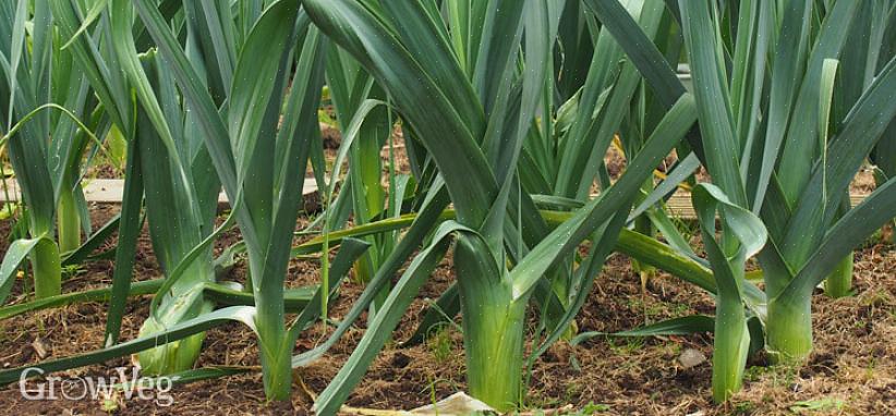 Og planten får et nesten flatt utseende til bladene blir lange