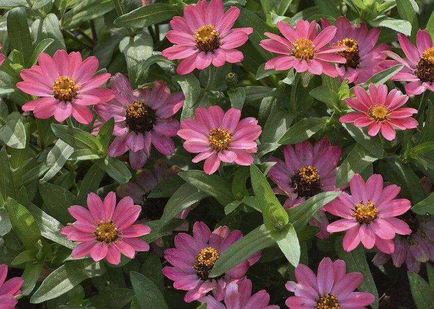 Zinnias røtter liker ikke å sitte i fuktig jord