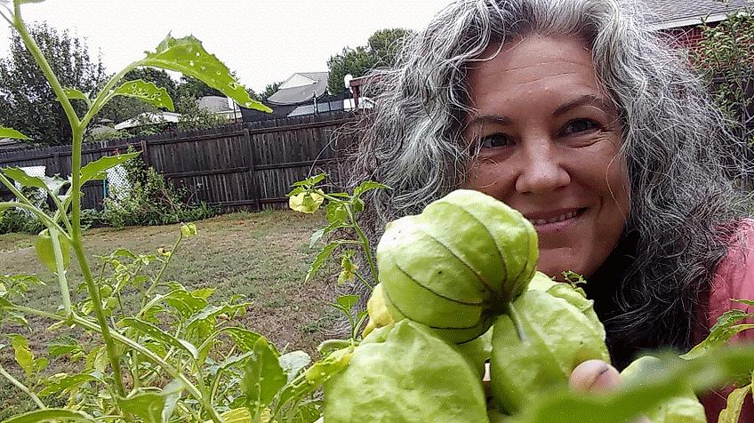 Tomatillos ser ut som kappestikkbær