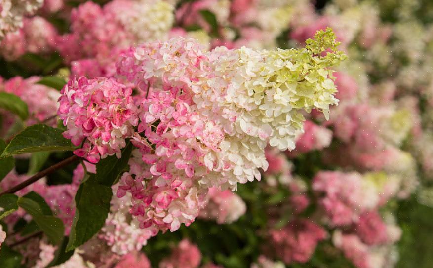 Grønne blomstene til Hydrangea paniculata 'Limelight.'