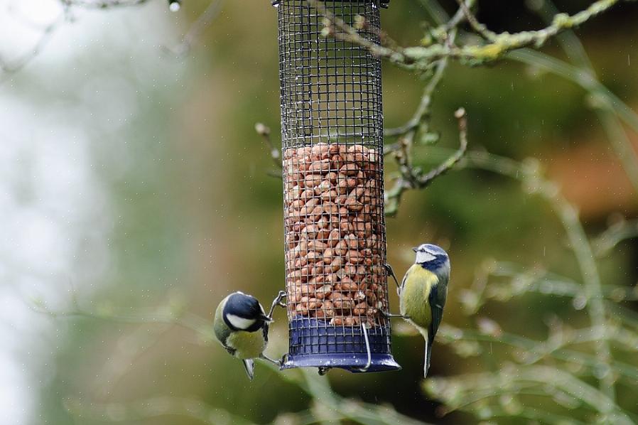Er kjøkkenutklipp perfekt egnet til å tilby hagenes fugler som en