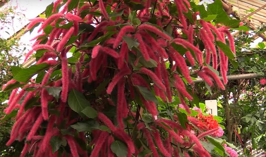 Kombiner chenilleplante med komplementære blomster som setter pris på de samme vekstforholdene