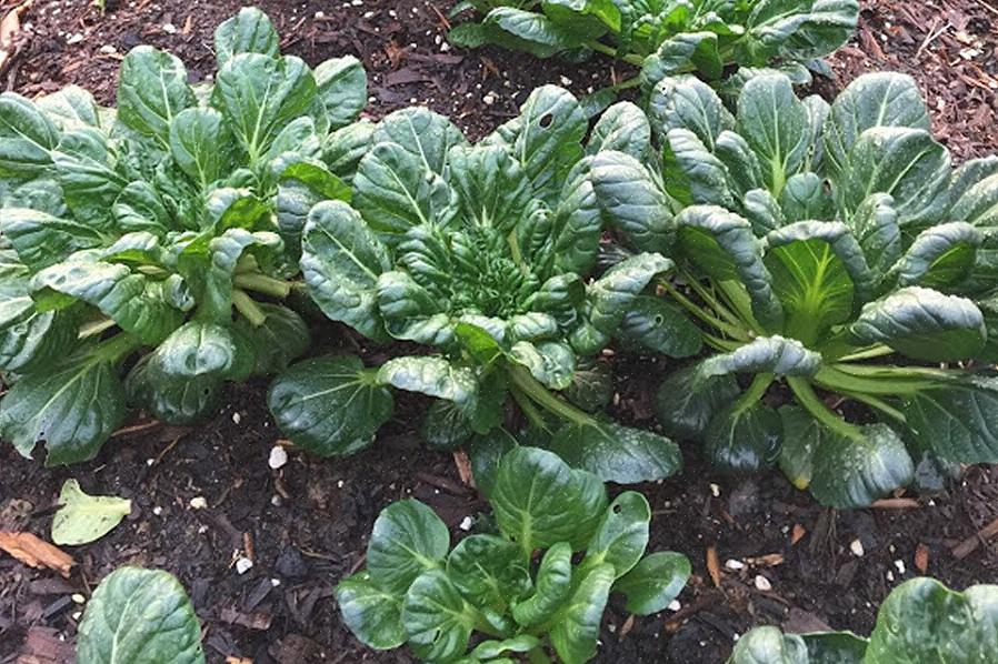 Tatsoi planter har en tendens til å vokse i en flatere rosett enn bok choi