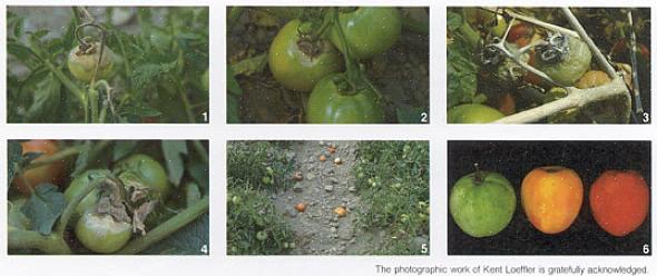 Ofte forekommer de første symptomene på gråskimmel på tomatstenglene