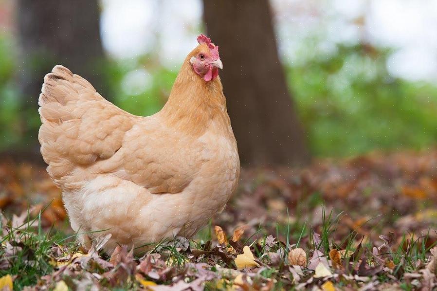 Orpington-kyllingen er en god allsidig brukskylling som gir både egg