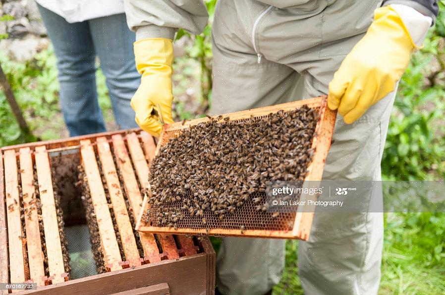 Hvis det er voks eller propolis på det indre dekselet