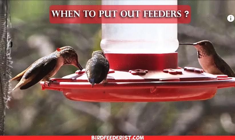 I disse områdene er det best å begynne å mate kolibrier tidligere