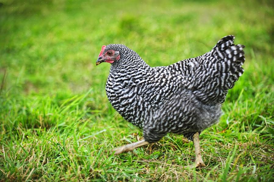 Så en Barred Rock er faktisk en svart-hvitt Plymouth Rock-kylling