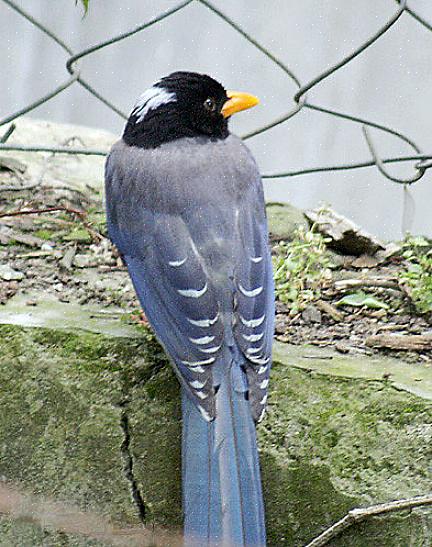 Svartnebb-skjære - Corvid med den galne halen Gulnebb-skjærehabitat