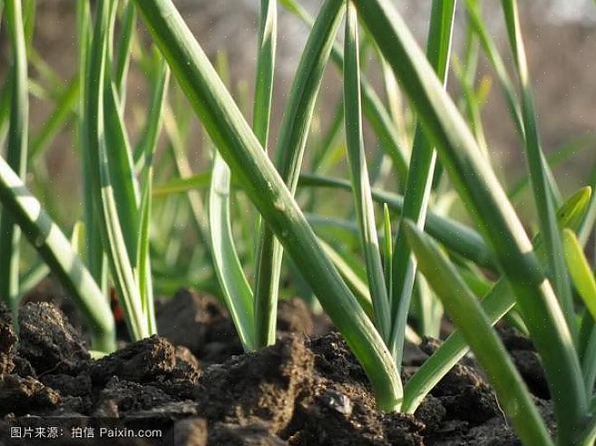 Hardneck hvitløk (Allium sativum var