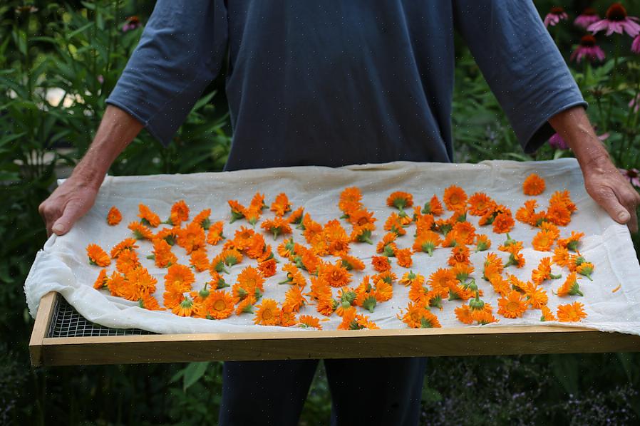 Den beste tiden å høste ringblomstblomster er om morgenen etter at dugg har tørket