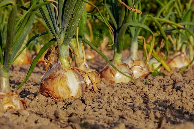 Løksett skal plantes 10 centimeter fra hverandre i rader med 30 centimeters mellomrom