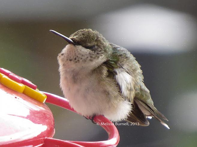 Melasse eller kunstig sukker erstatning for noen kolibri nektar oppskrift