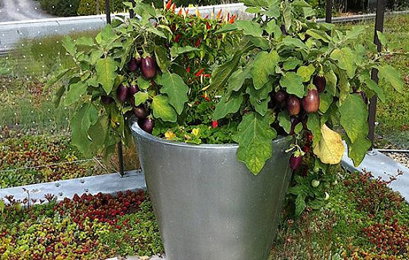 Aubergine er lett å dyrke