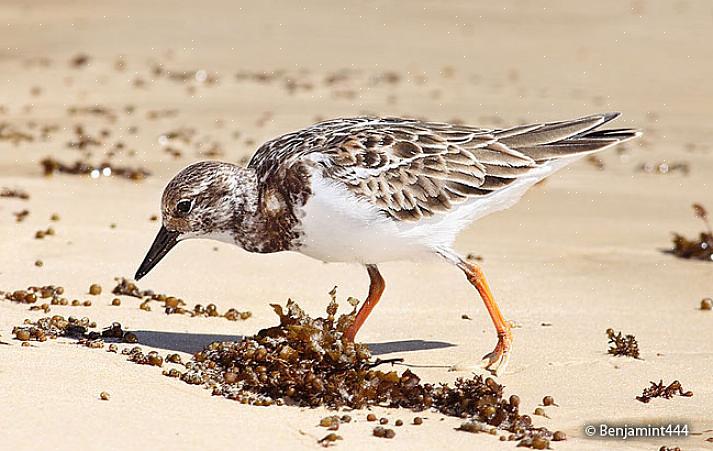 Ruddy turnstones kan være relativt enkle å finne fordi rekkevidden deres er så utbredt