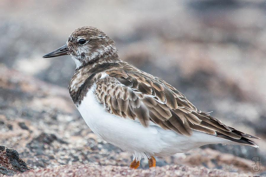 Vil mate på et bredt spekter av byttedyr tilgjengelig på strandlinjer