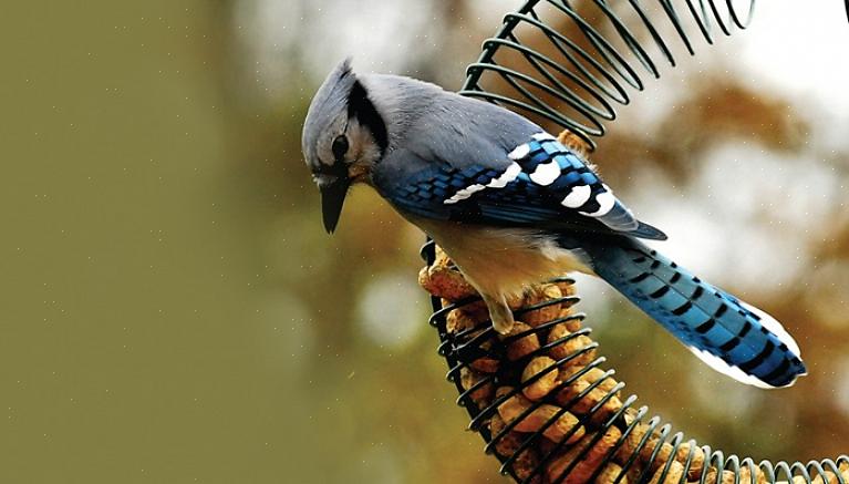 Prøv disse tipsene for å appellere til et bredere utvalg av fugler som spiser nøtter
