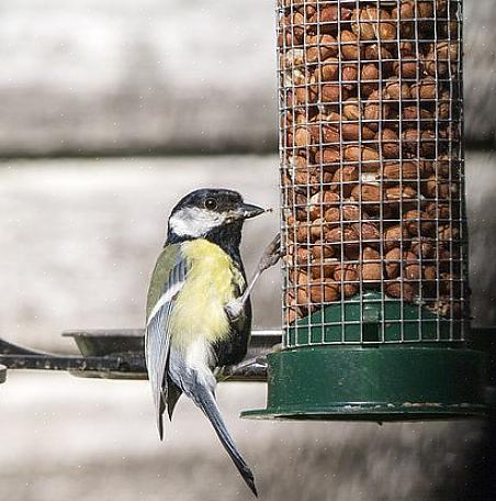 Nøtter er en populær matkilde for mange fugler