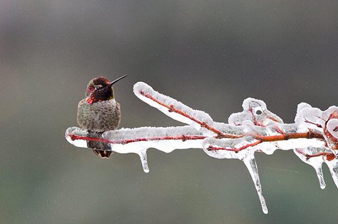Vinter kolibrier er ikke noe nytt
